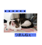 うちのねこさん3（個別スタンプ：3）