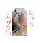 うちのねこさん3（個別スタンプ：4）