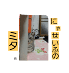 うちのねこさん3（個別スタンプ：6）