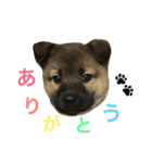 モカハウス（個別スタンプ：5）