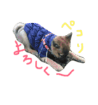 モカハウス（個別スタンプ：22）
