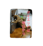 モカハウス（個別スタンプ：32）