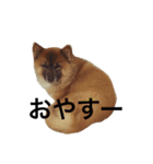 りんたすたんぷ（個別スタンプ：4）