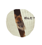 りんたすたんぷ（個別スタンプ：9）