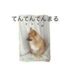 りんたすたんぷ（個別スタンプ：12）