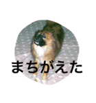りんたすたんぷ（個別スタンプ：16）