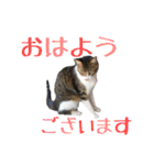 ねこのちーちゃん。（個別スタンプ：1）