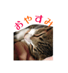 ねこのちーちゃん。（個別スタンプ：2）