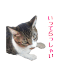 ねこのちーちゃん。（個別スタンプ：3）