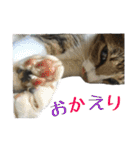ねこのちーちゃん。（個別スタンプ：4）