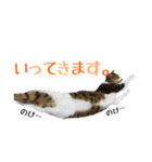 ねこのちーちゃん。（個別スタンプ：5）