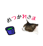 ねこのちーちゃん。（個別スタンプ：6）