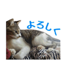 ねこのちーちゃん。（個別スタンプ：7）