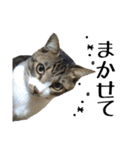 ねこのちーちゃん。（個別スタンプ：9）