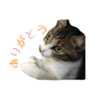 ねこのちーちゃん。（個別スタンプ：11）