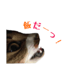 ねこのちーちゃん。（個別スタンプ：13）