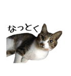 ねこのちーちゃん。（個別スタンプ：14）