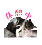 ねこのちーちゃん。（個別スタンプ：18）