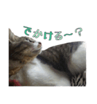 ねこのちーちゃん。（個別スタンプ：23）