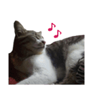 ねこのちーちゃん。（個別スタンプ：25）