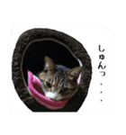 ねこのちーちゃん。（個別スタンプ：26）