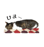 ねこのちーちゃん。（個別スタンプ：29）