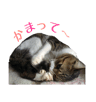 ねこのちーちゃん。（個別スタンプ：30）