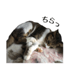 ねこのちーちゃん。（個別スタンプ：31）