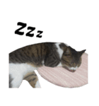 ねこのちーちゃん。（個別スタンプ：32）