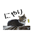 ねこのちーちゃん。（個別スタンプ：35）