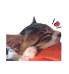 ねこのちーちゃん。（個別スタンプ：36）