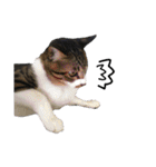 ねこのちーちゃん。（個別スタンプ：39）