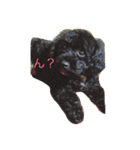 シーズーとトイプーと三毛猫（個別スタンプ：1）