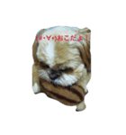 シーズーとトイプーと三毛猫（個別スタンプ：4）