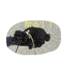 シーズーとトイプーと三毛猫（個別スタンプ：8）