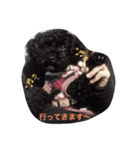 シーズーとトイプーと三毛猫（個別スタンプ：9）