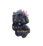 シーズーとトイプーと三毛猫（個別スタンプ：11）