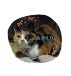 シーズーとトイプーと三毛猫（個別スタンプ：12）