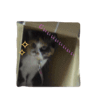 シーズーとトイプーと三毛猫（個別スタンプ：15）