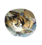 シーズーとトイプーと三毛猫（個別スタンプ：16）