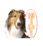 愛しいハル（個別スタンプ：2）