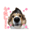 愛しいハル（個別スタンプ：3）