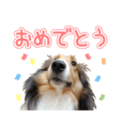愛しいハル（個別スタンプ：11）