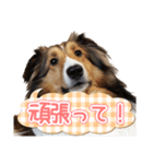 愛しいハル（個別スタンプ：16）