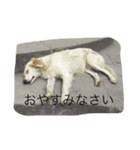 雑シリーズ（個別スタンプ：6）