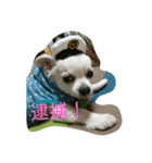 小次郎な日々3（個別スタンプ：1）