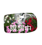 小次郎な日々3（個別スタンプ：8）