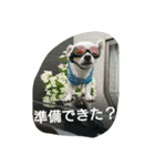 小次郎な日々3（個別スタンプ：14）