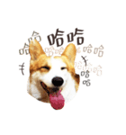 Corgi Yue-yue（個別スタンプ：2）