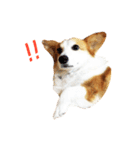 Corgi Yue-yue（個別スタンプ：3）